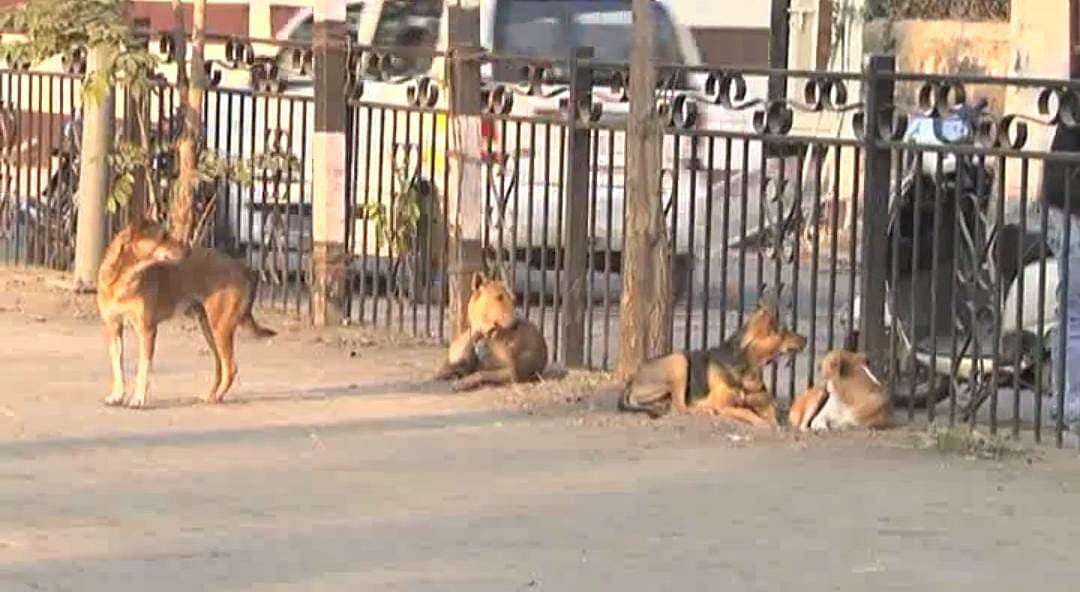 Indore: Case against four for
firing at street dogs