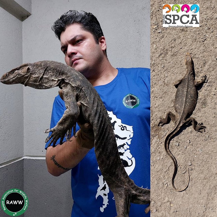 Rescued monitor lizard dies in Thane; see pics