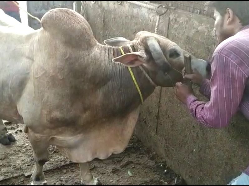 Social media comes as saviour, Bhopal civic team relieves stray bull of its pain
