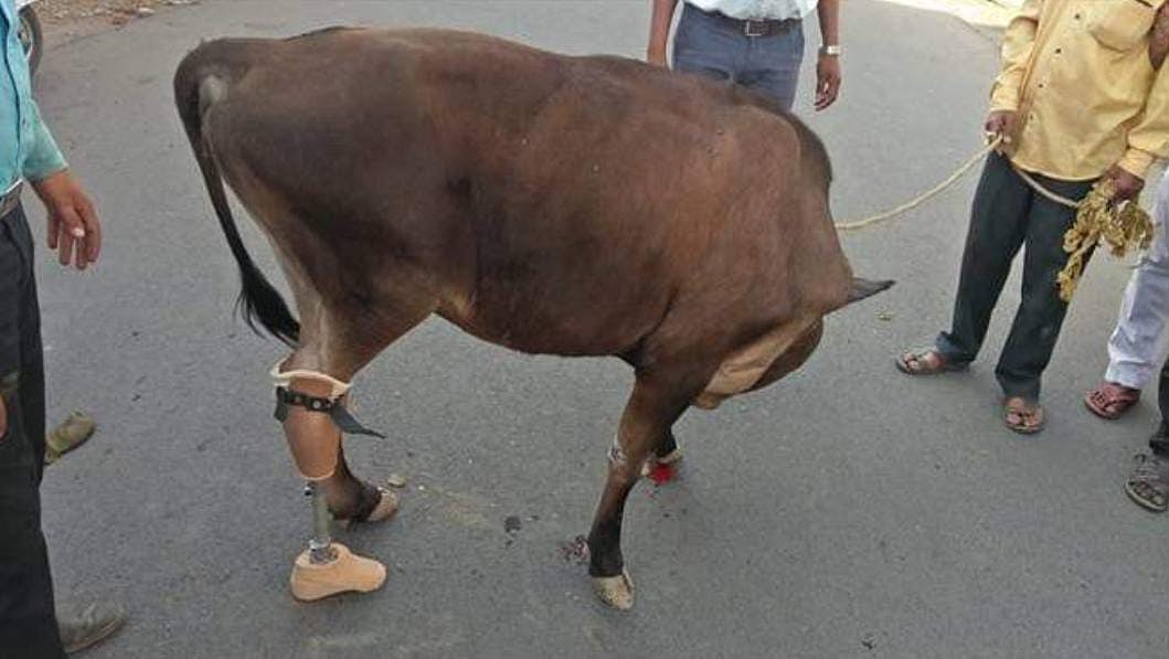 Madhya Pradesh: Calf gets artificial limb, limps no more, more livestock to get it to walk free, say vets at Nanaji Deshmukh Veterinary Science University