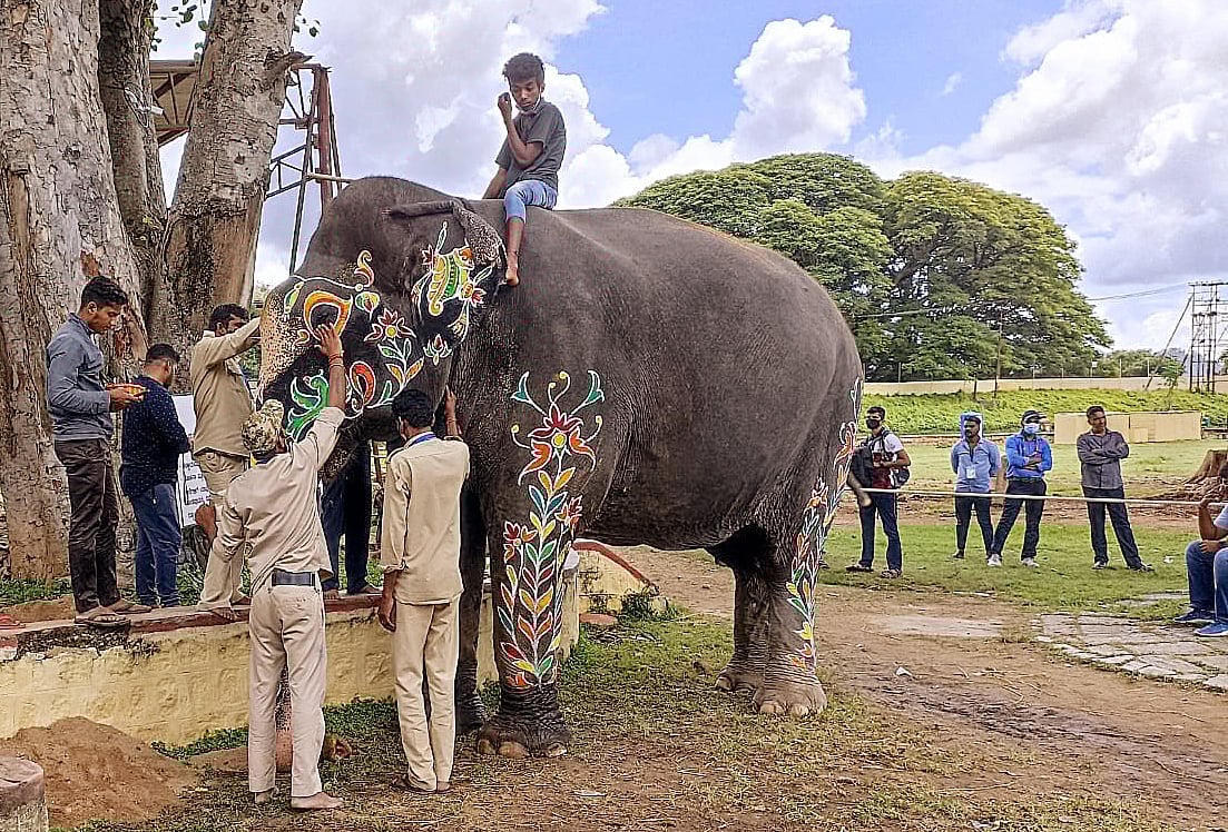 An elephant being decorated by Forest department officials for Mysore Dasara Procession, in Mysuru on Friday.