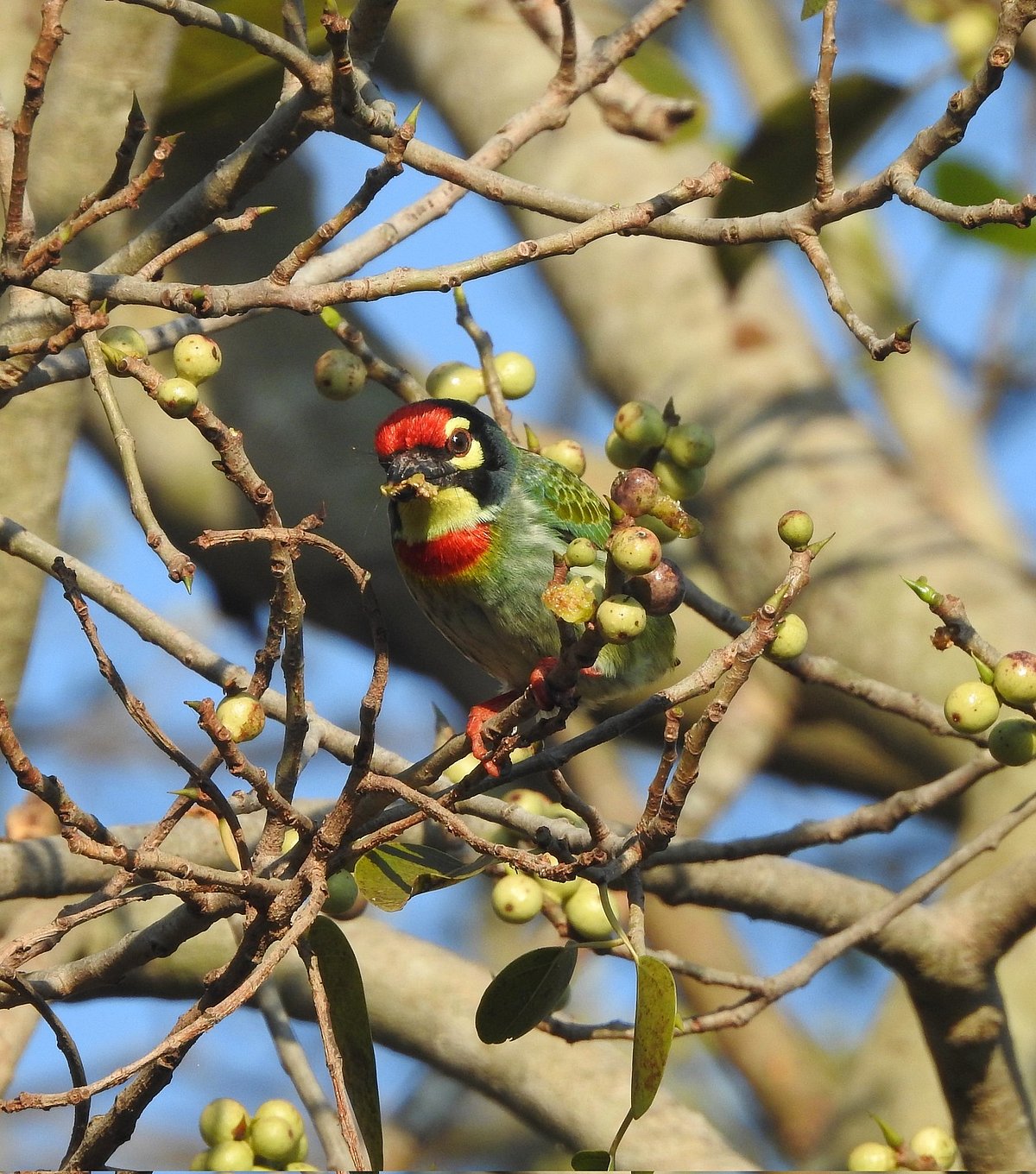 On World Migratory Bird Day, handy facts about the bird in the bush