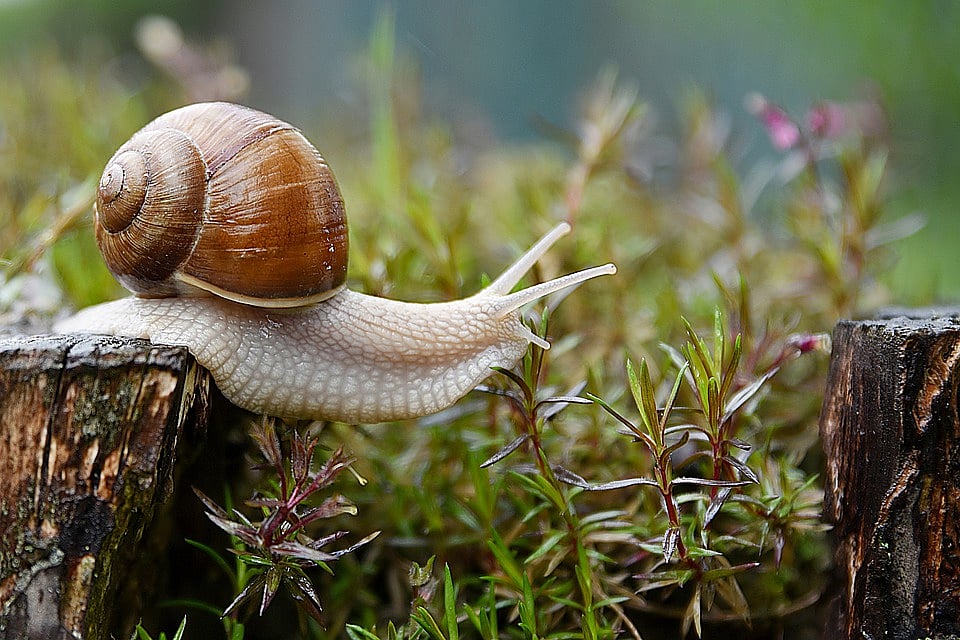 Snail mucus can be used for making anti-cancer drugs, water purification, says study