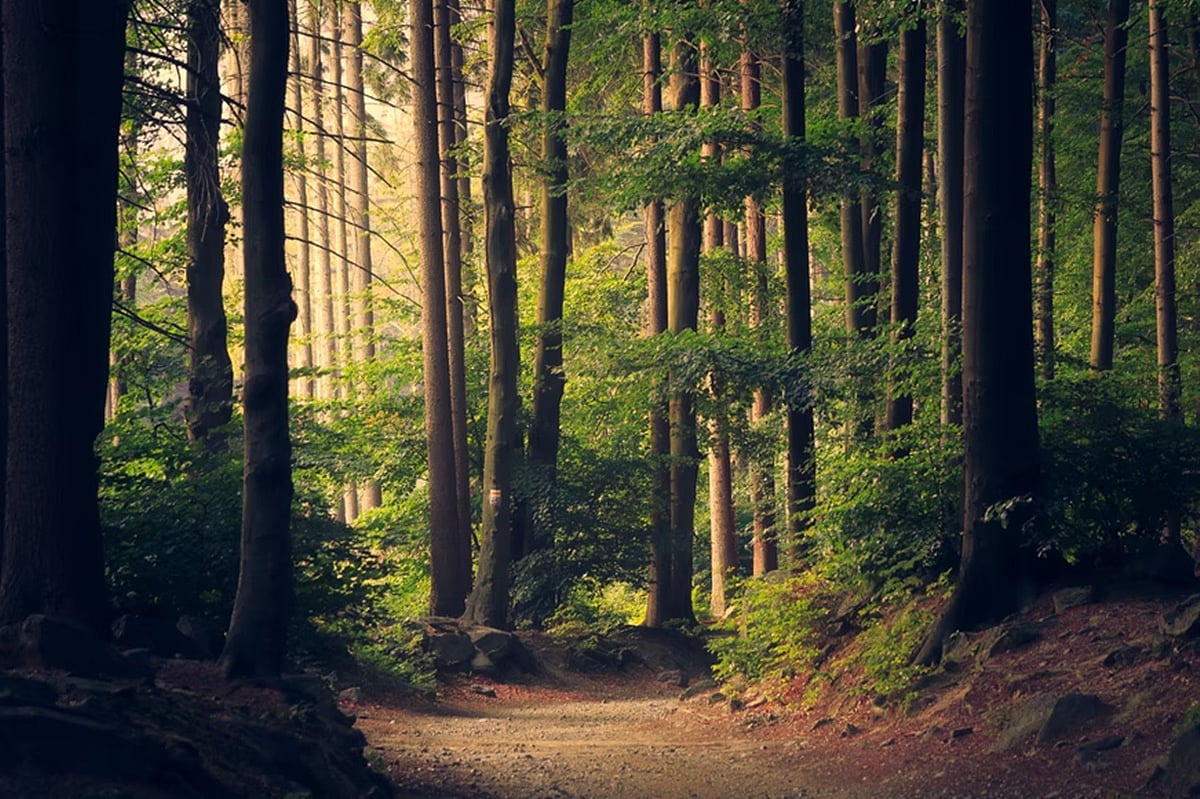 Centre seeks suggestions on amendments to Forest Act