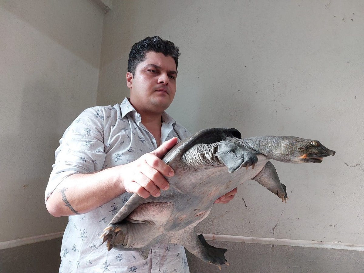 Mumbai: Rare 13 kg freshwater turtle rescued from a drain in Mulund 