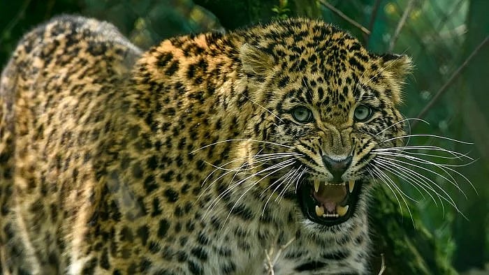 Leopard rescued in Nashik; forensic testing to asertain whether it is man-eater