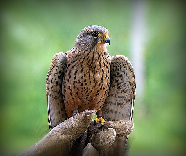 Eurasian sparrowhawk