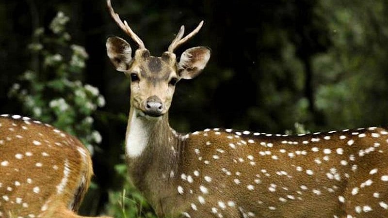 Madhya Pradesh: Deer from Van Vihar enters Upper Lake, rescued 