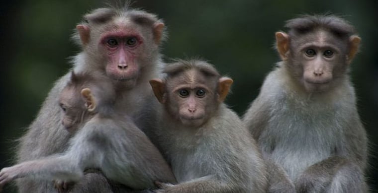 Rhesus macaque monkeys played a key role in Bharat Biotech's Covaxin trial