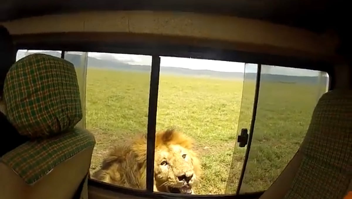 Watch: Viral video of tourist immediately regretting after opening car window to pet lion, leaves netizens annoyed