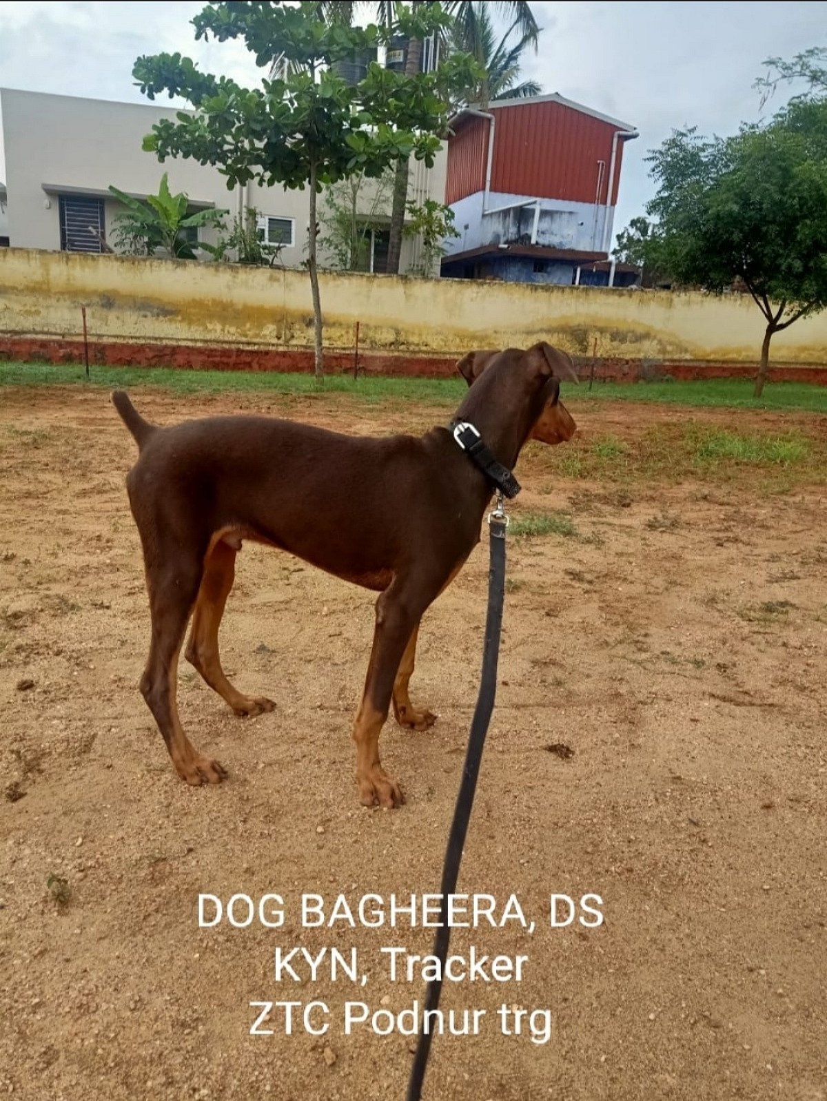 Bagheera getting training at Podanur
