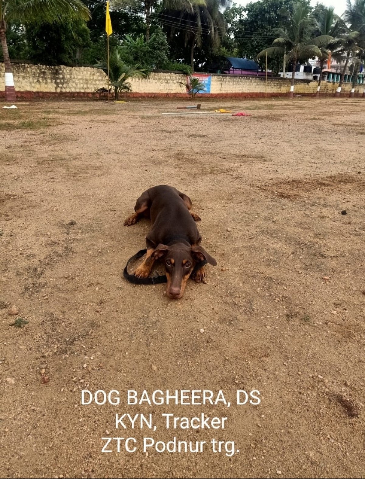 Simbha getting training at Pune Dog Training Centre