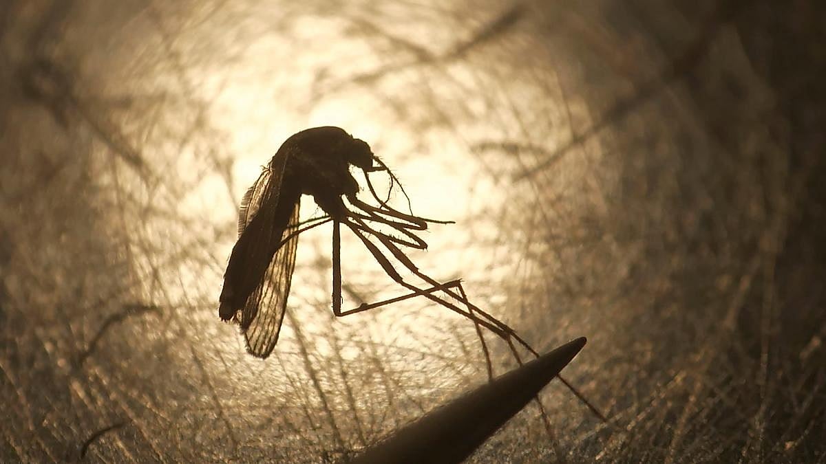 FPJ Edit: As Covid ebbs, the usual suspects - dengue, Zika - pack a sting