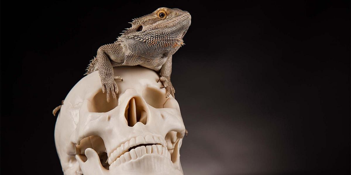 Rapidly evolving species more likely to go extinct, study suggests