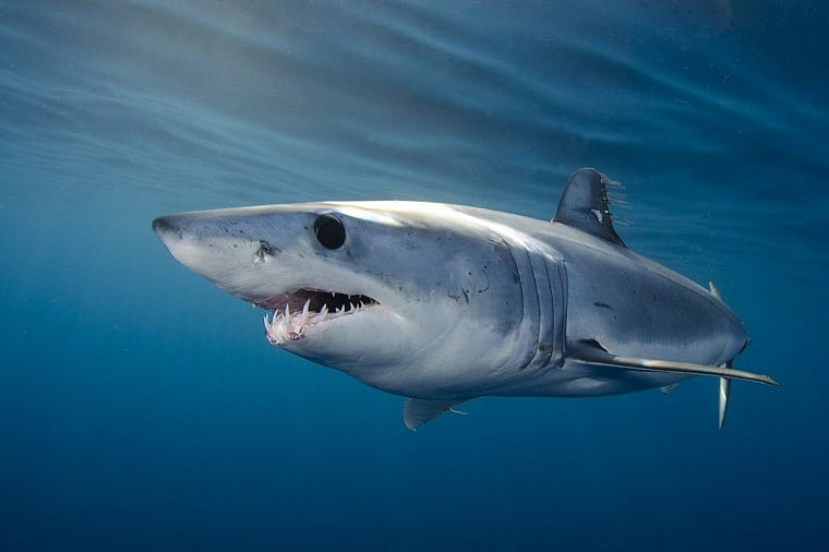 Endangered North Atlantic shortfin mako shark gets protection