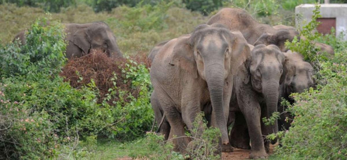 MP: Elephant Stuck In River Water In Panna Tiger Reserve Rescued 