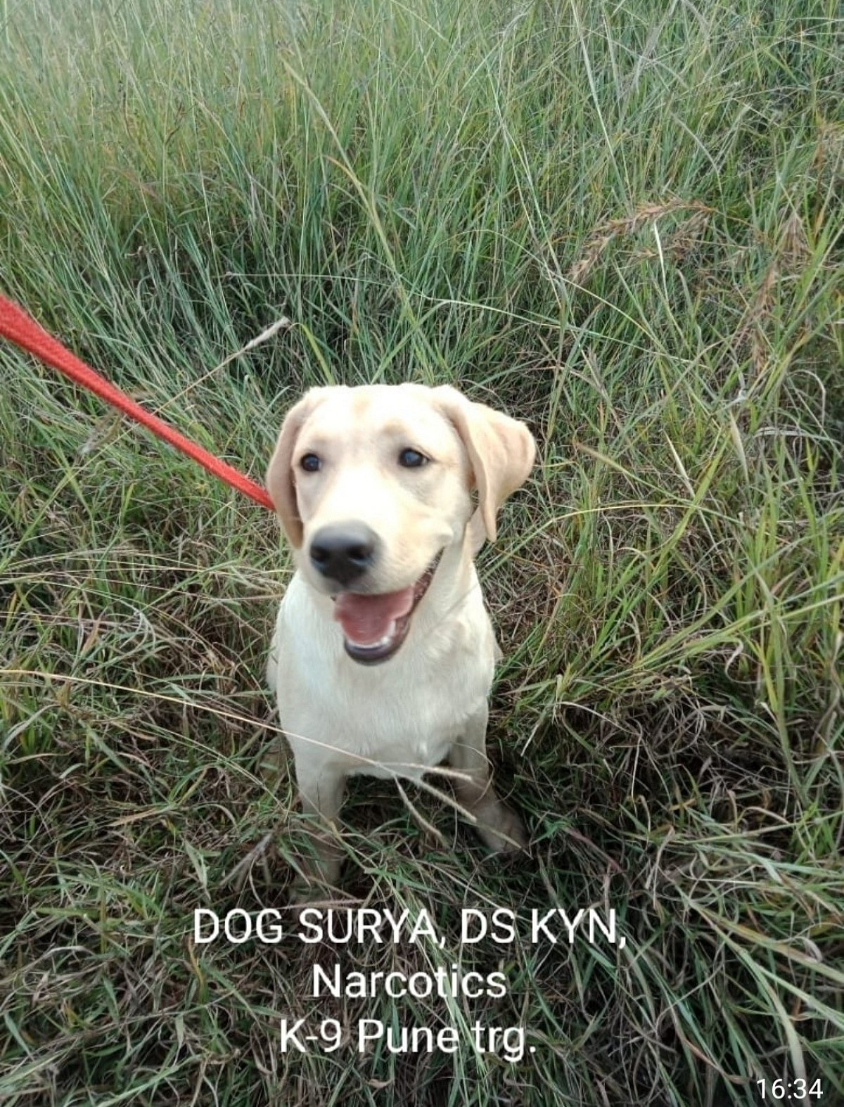 Surya getting training at Pune Dog Training Centre