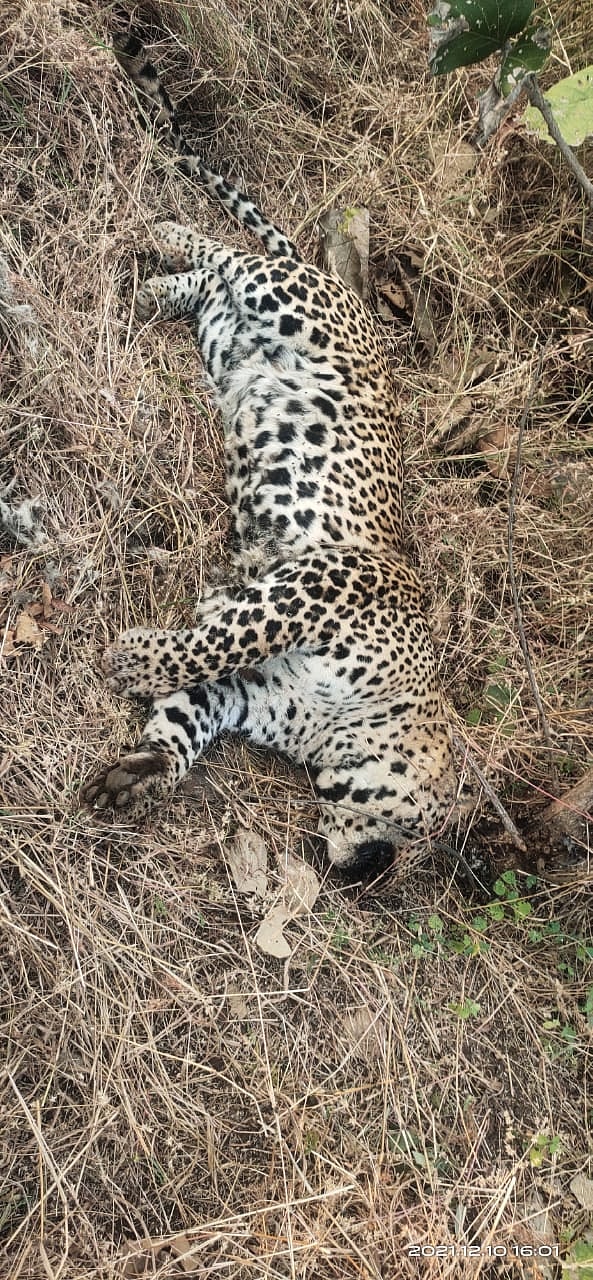 Madhya Pradesh: Carcass of leopard found in forest