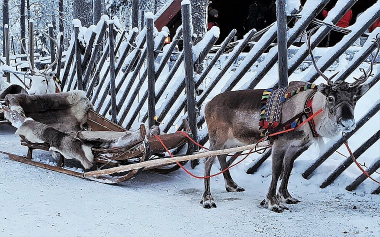 Five ways reindeer are perfectly evolved for pulling Santa's sleigh