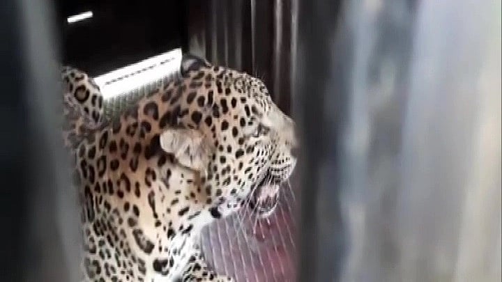 Madhya Pradesh: Cat and mouse game ends after five days, missing leopard cub miraculously surfaces at forest department office