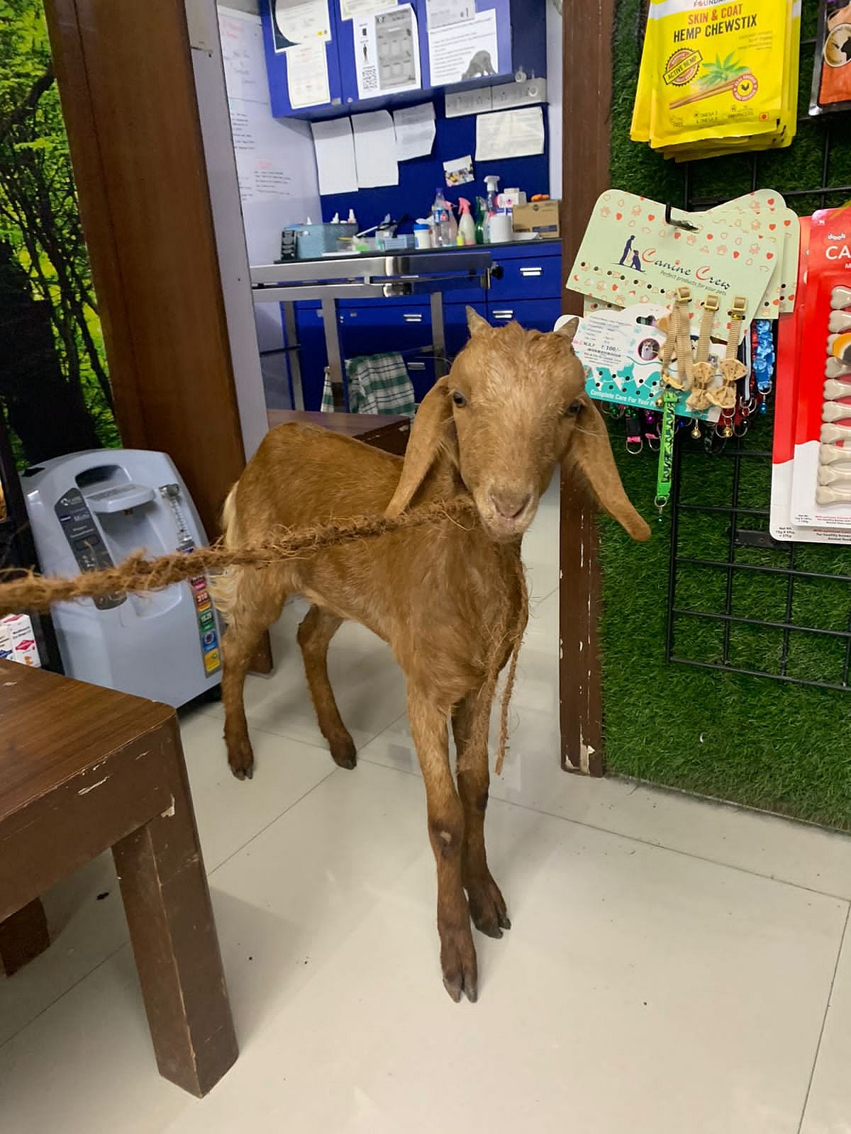 Thane: Activist rescues goat from getting slaughtered, arrested for alleged theft 
