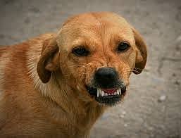 Bhopal: Dog bit me after owner’s gesture, says 50-yr-old woman