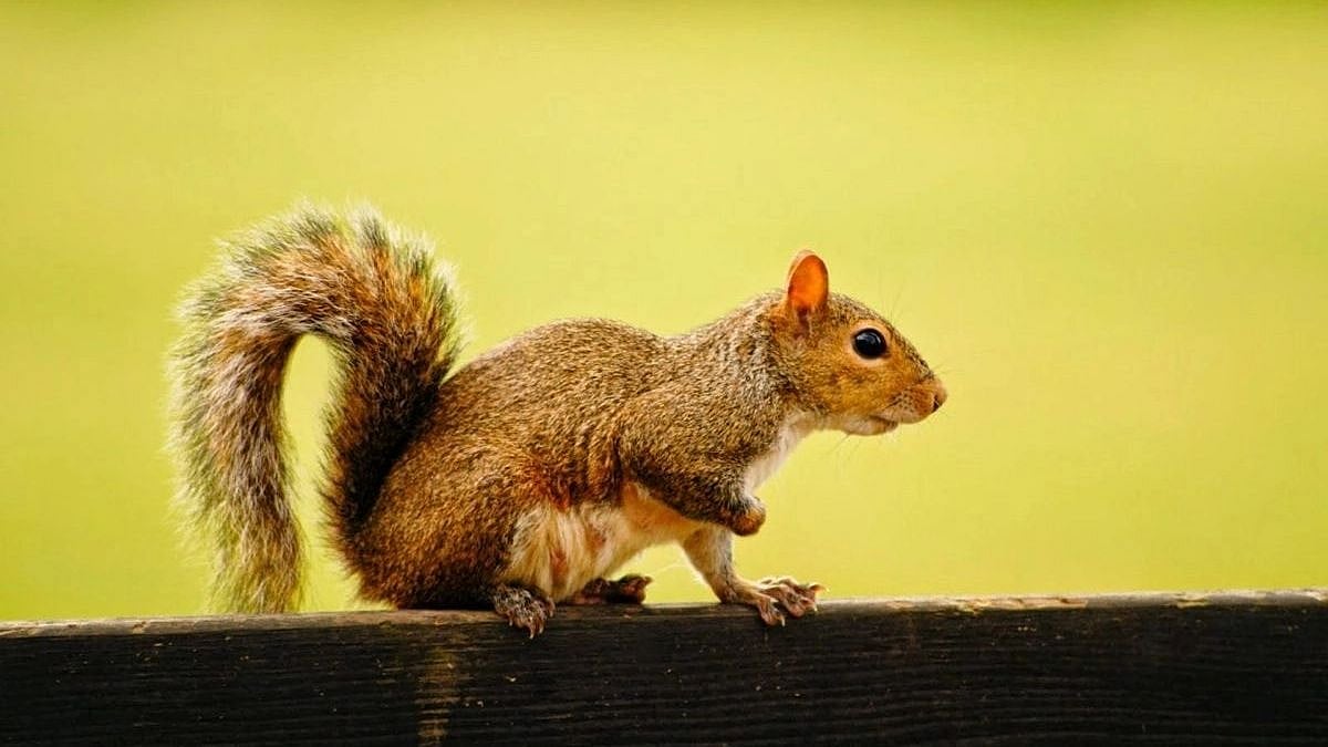  Squirrel injures 18 in two days of attack in UK's Buckley