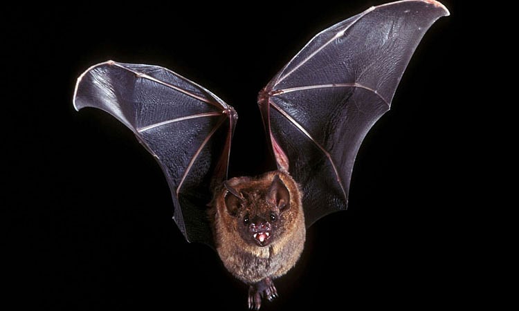 Viral evolution in animals could reveal future of COVID-19: Study