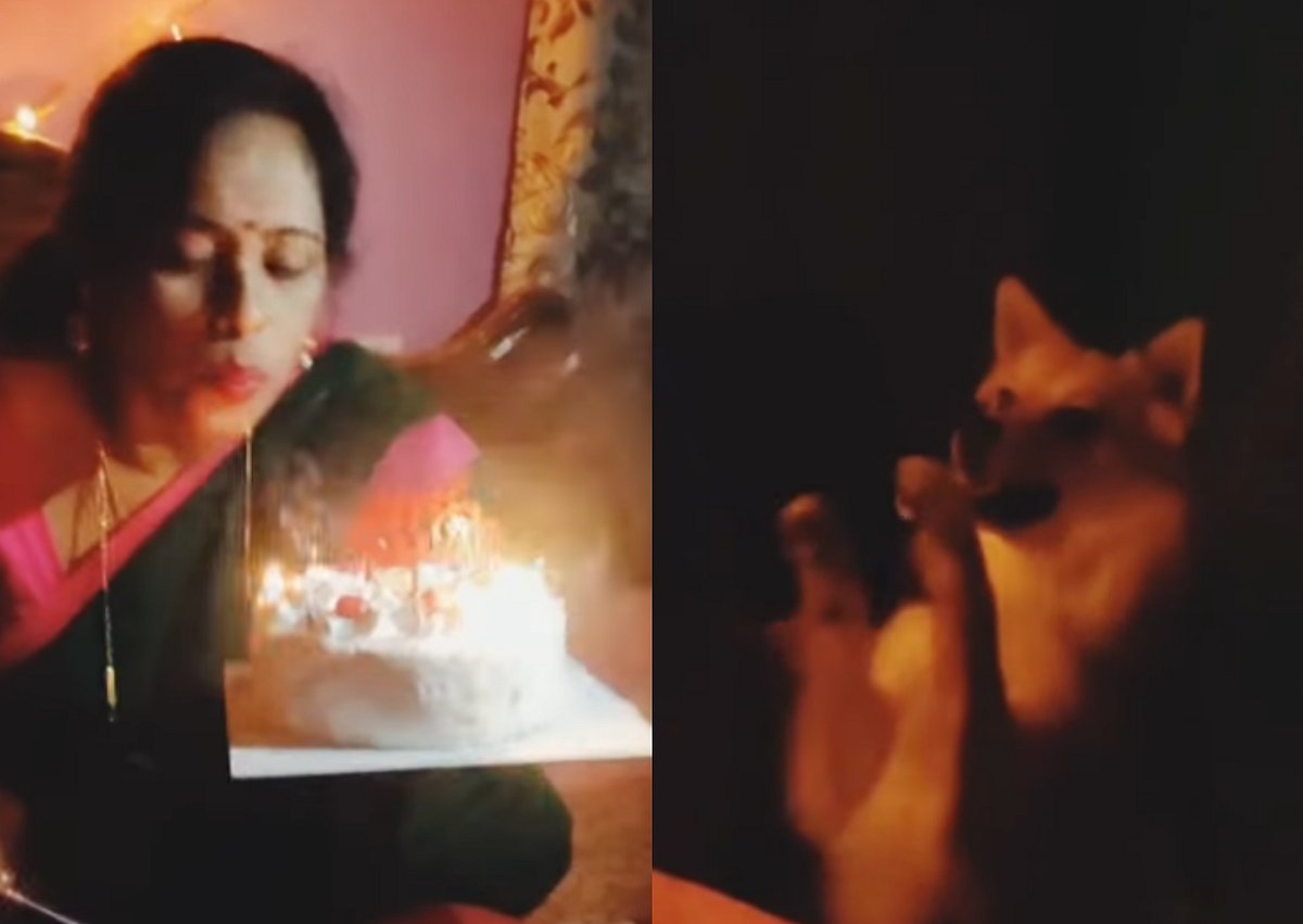 Watch video: Pet dog claps to wish owner at birthday party, netizens in awe
