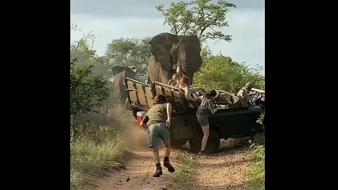Watch Video: Spine chilling! Angry elephant attacks safari tourists, find out what happens next..