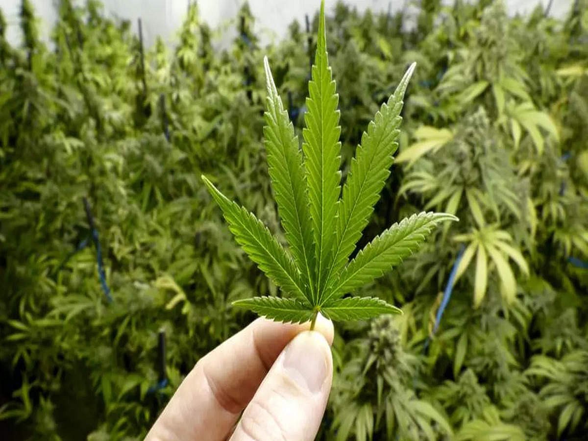 Fresh ganja cultivation on forest land near Indo-Bangladesh border cause of concern: BSF 