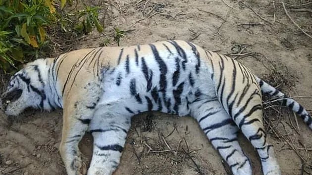 Umaria: Tigress found dead in Bandhavgarh reserve; toll in state rises to 18 so far this year