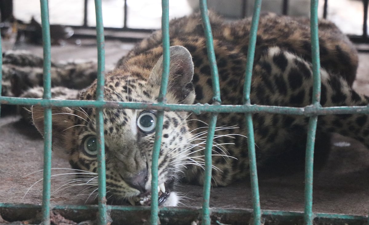 Indore: Officials mull over shifting
injured leopard to Van Vihar