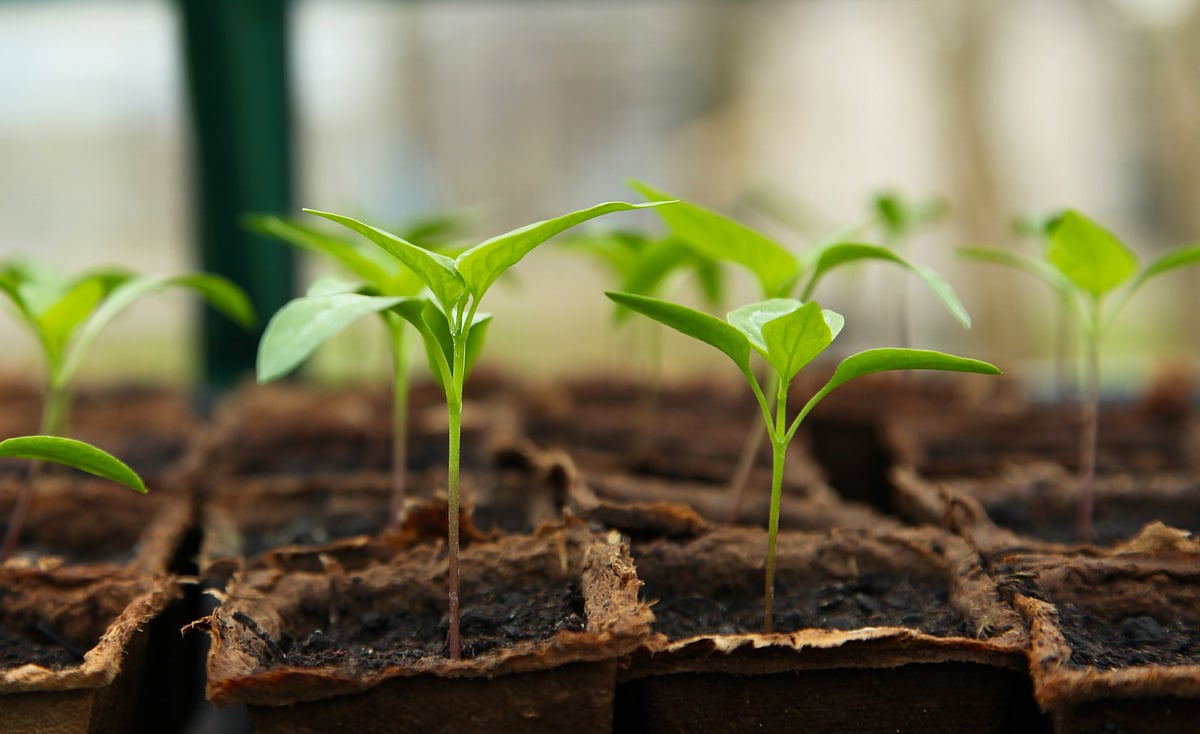Study finds how plants respond to heat stress