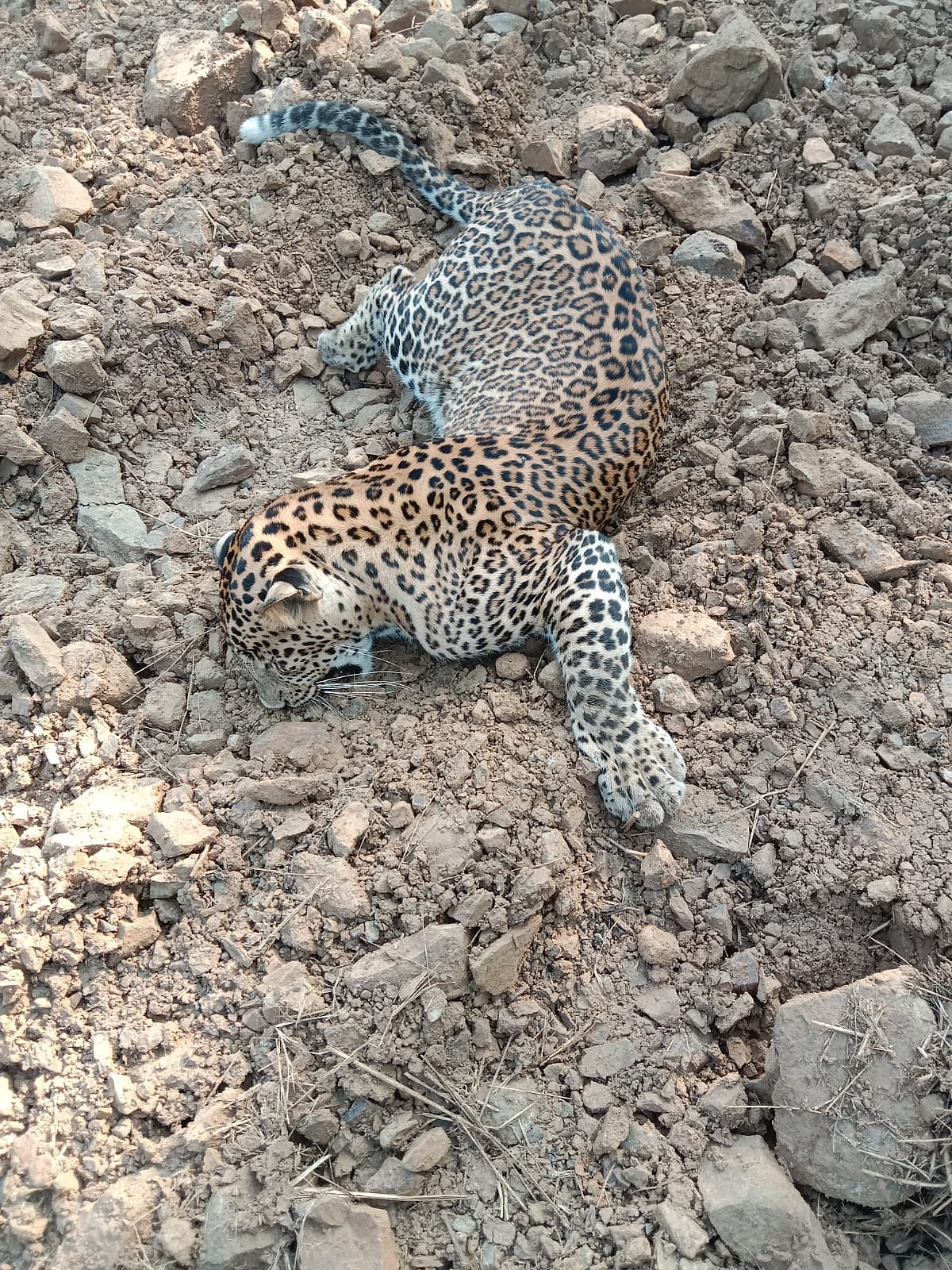 Thane: Carcass of a leopard found in Yeoor range of Sanjay Gandhi National Park; officials suspect hit and run 