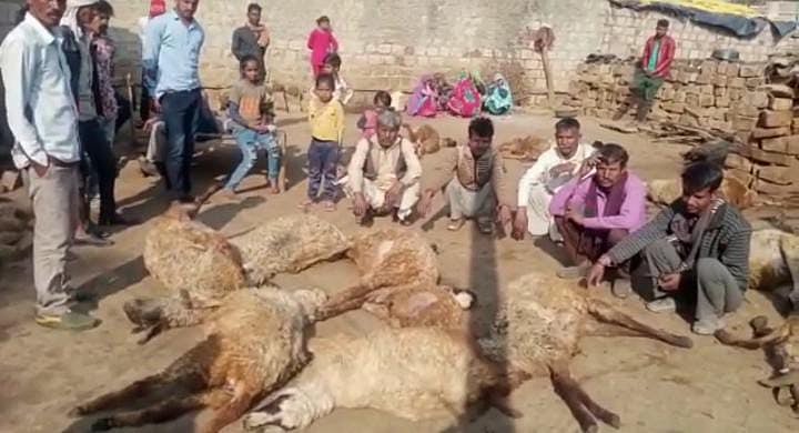 Shivpuri: Leopard kills 30 sheep in district