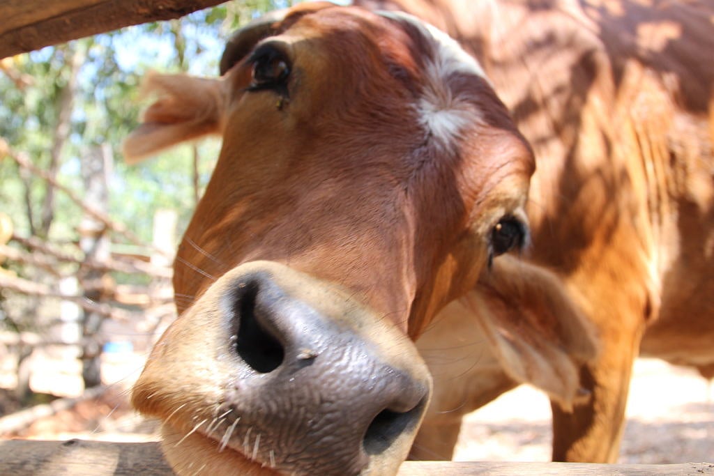 Himachal Pradesh minister Virender Kanwar says sixth cow sanctuary to open this month