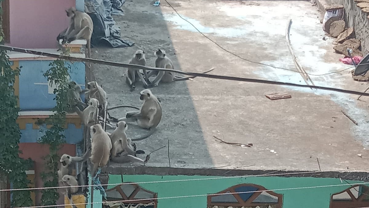Man-animal conflict in Sardarpur: Villagers continue to suffer for no monkey business