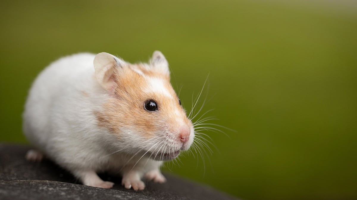 Hong Kong to kill 2,000 small animals after hamsters in pet store test positive for COVID-19
