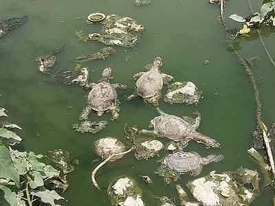 Mumbai: Dozens of Indian flapshell turtles found dead in Kalyan lake; wildlife experts suspect deliberate poisoning 