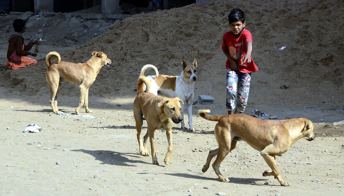 A boy plays with stray dogs at Shyam Nagar near Shahpura in Bhopal