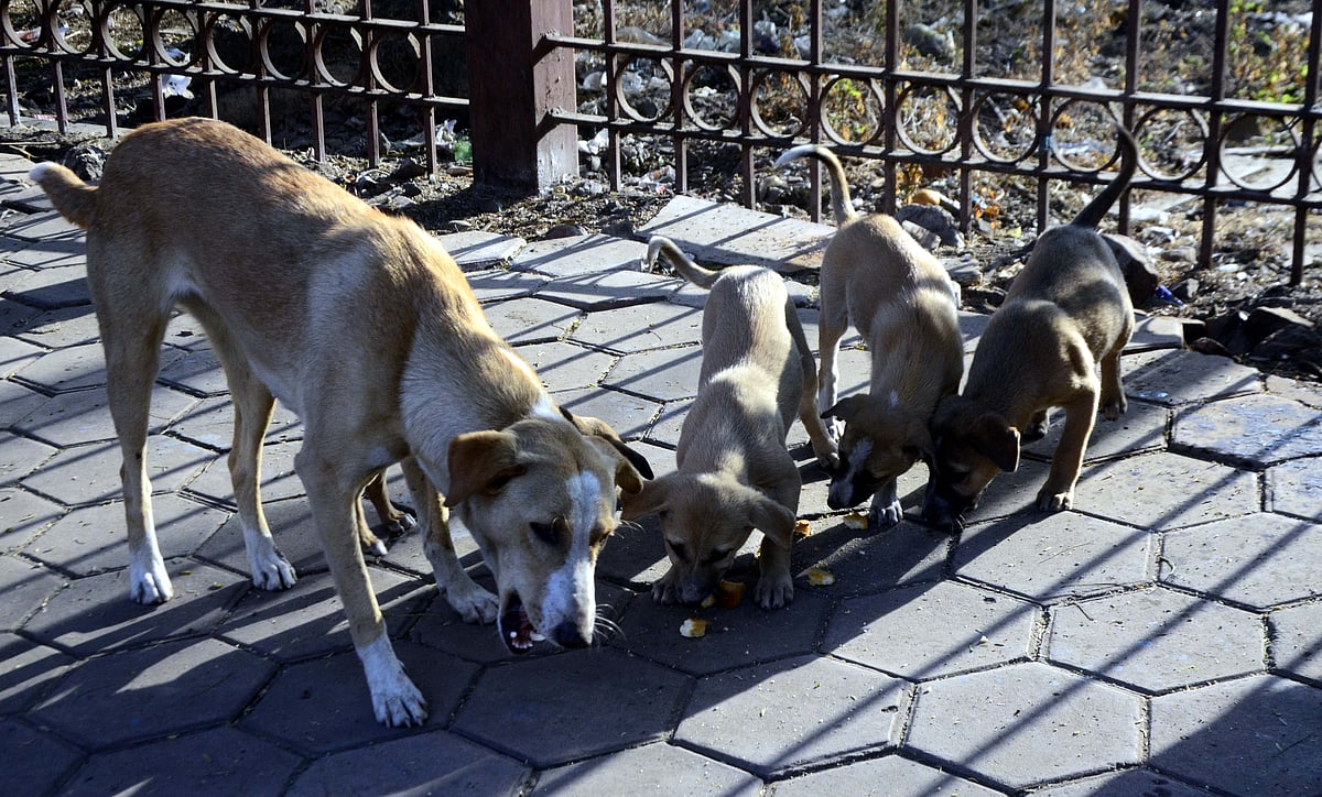 Stray dogs feeding on leftovers at Roshanpura in Bhopal
