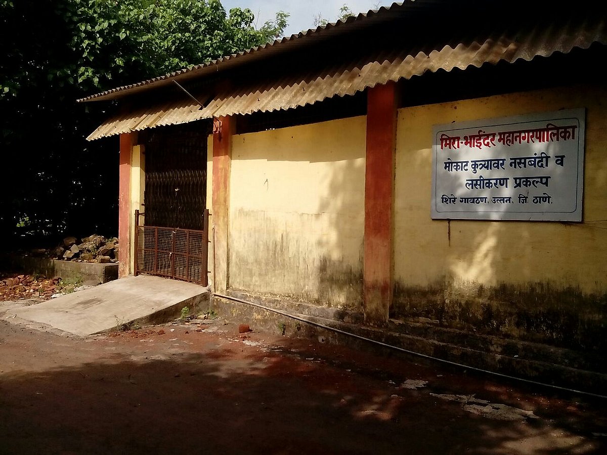 Mira Bhayandar: MBMC sterilizes 10,000 dogs under Animal Birth Control project in last four years