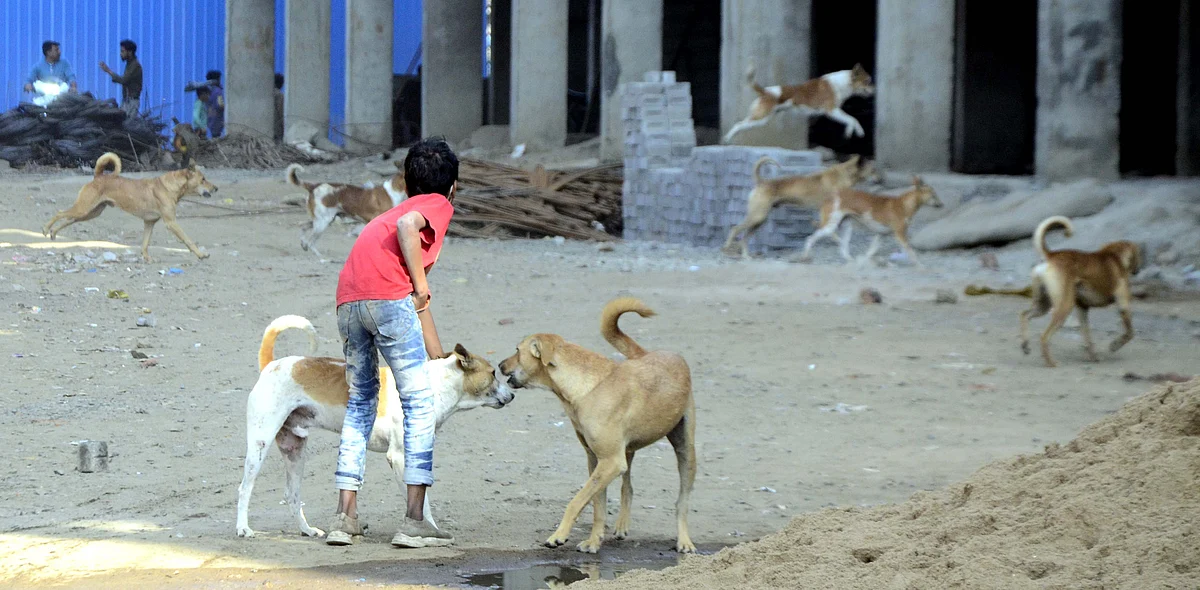 stray dogs at a construction site in Shyam Nagar  near Shahpura, Bhopal | FP