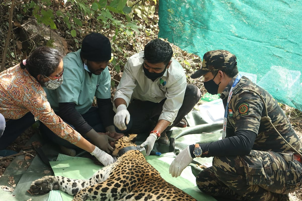 Thane: Forest officers successfully radio-collar 4th leopard in Yeoor range