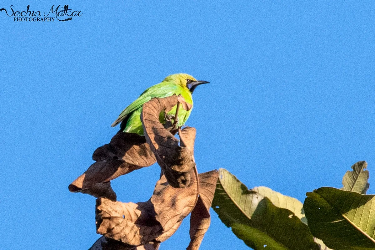 Jerdan’s leafbird