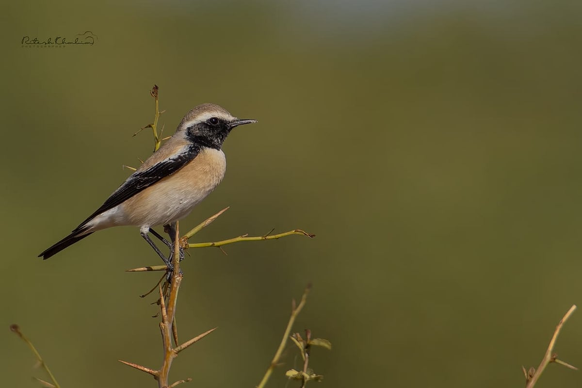 Nagpur: 226 species of birds found during survey in Pench Tiger Reserve