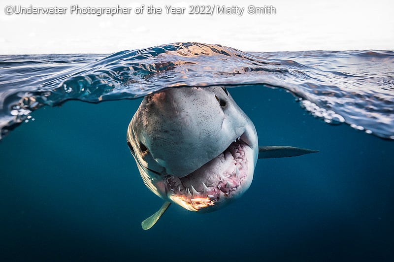 Into The Blue: Take a look at these top 6 pics from the 2022 'Underwater Photographer of the Year' contest