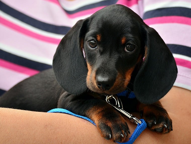 Symptoms, precautions... All you need to know about epilepsy in pets 