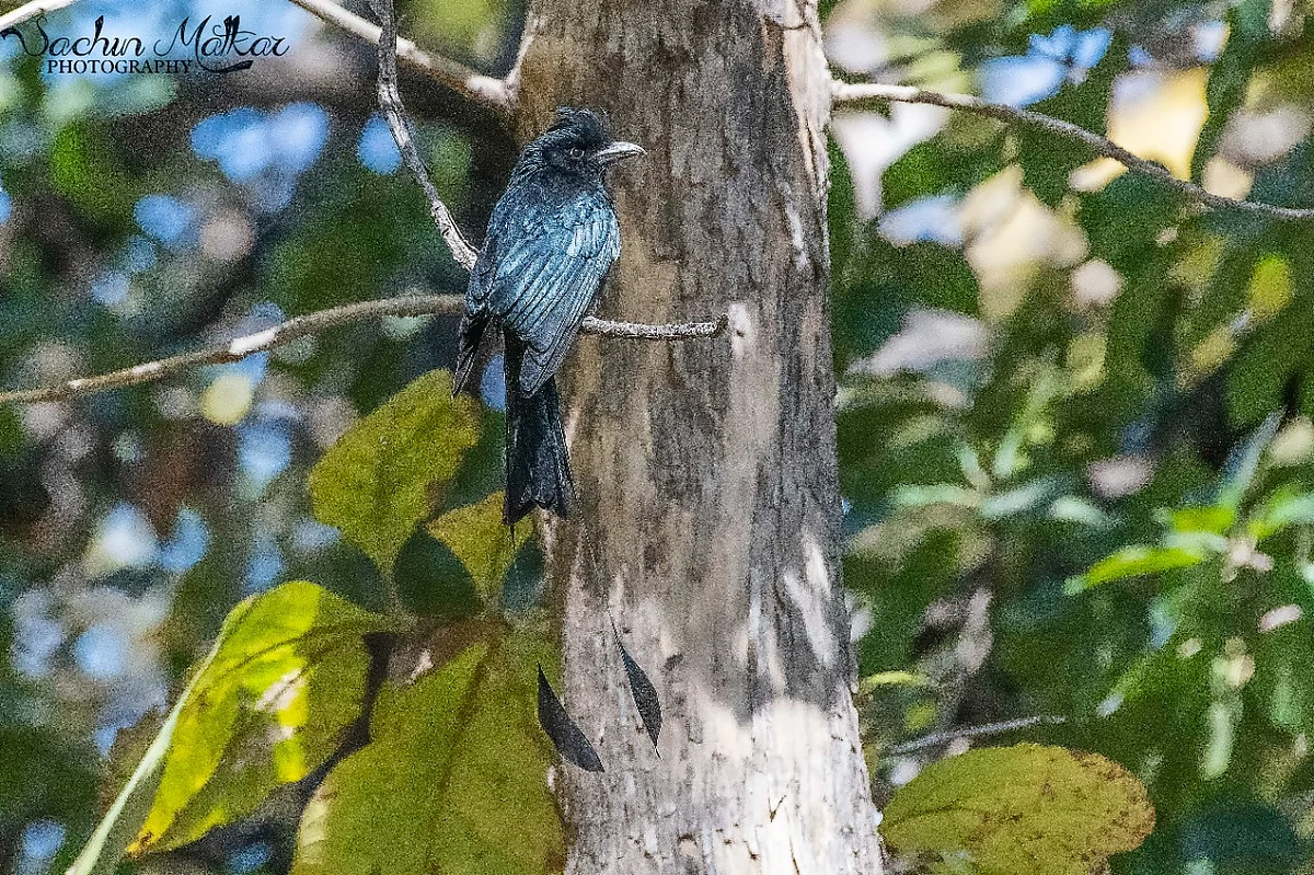 Racket-tailed drongo